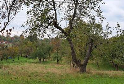 Casă în Ocoliș - 10