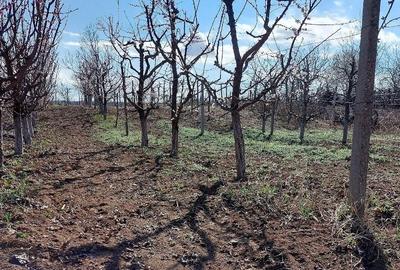 Casă cu Teren 220 Mp în Olăreni - 6