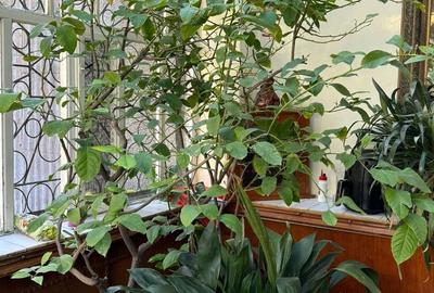 Casă cu 5 camere cu Teren 600 Mp în Iorga - 3