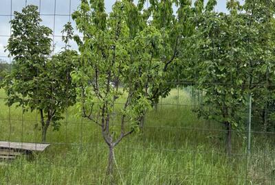 Teren agricol intravilan de 1212 mp, în Miroslava - 4