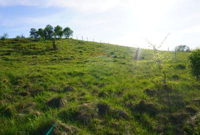 Teren Construcții intravilan de 38592 mp, în Sud-Vest - 4