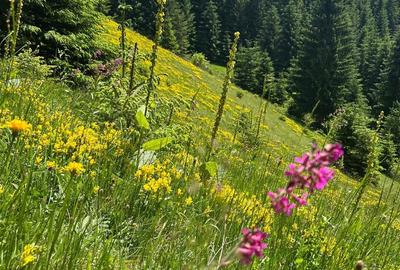 Spațiu comercial, în Mărișel - 7