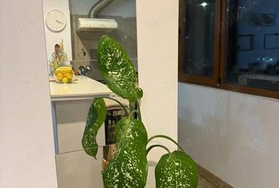 Apartament cu 2 camere semidecomandat în Ferdinand - 2