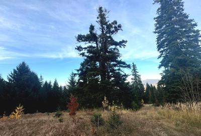 Vanzare 5,3 ha pasune deasupra Voronetului Suceava - Proiect Turistic - 16