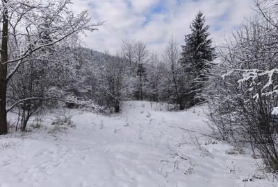 Teren de 22600 mp, în Sucevița - 3