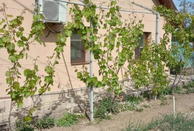 Casa de vanzare 3 camere Slobozia Casa de vanzare 3 camere Slobozia - 3