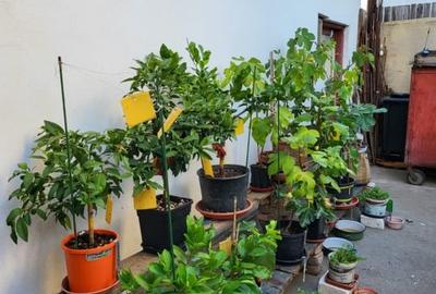 Casa individuala Rahova  perfect pentru renovare si personalizare - 5