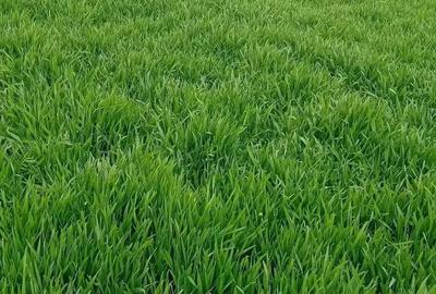 Casă cu Teren 4500 Mp în Jebel - 2