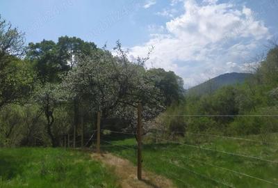 Teren de 16800 mp, în Sibiel - 4