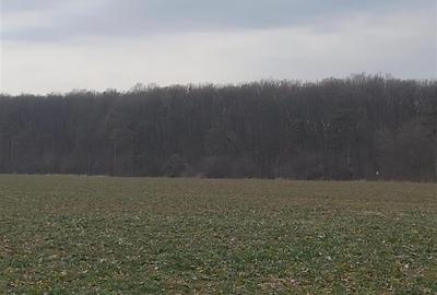 VANZARE TEREN INTRAVILAN  | BUFTEA | loturi pt case de 500 mp ( ultimile disponi - 12