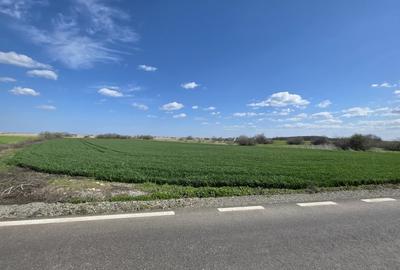 Teren Construcții intravilan de 9900 mp, în Corbu - 4