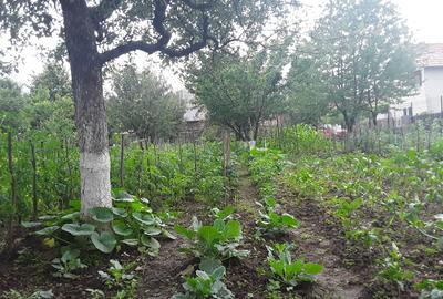 Casa situata  la poalele dealurilor subcarpatice in zona pomicola. - 11