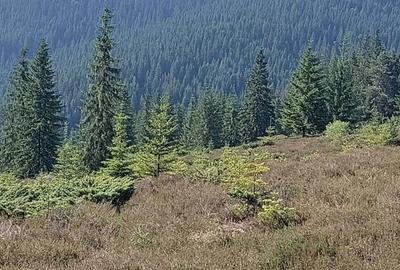 Spațiu comercial, în Poiana Horea - 2