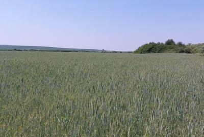 Spațiu comercial, în Remetea Mică - 2