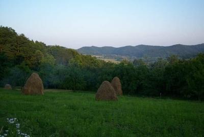 Vand domeniu compus din 8000mp,cu padure ,zona deal-munte Valea iasului Ages - 1