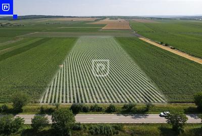 Teren agricol extravilan de 10000 mp, în Orășeni-Deal - 8