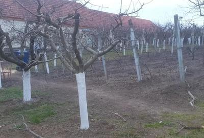 Teren de 966 mp, în Păuca - 6