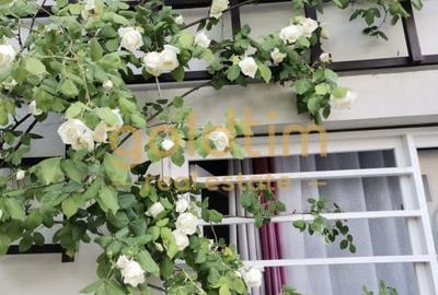 IANCU NICOLAE/ GRADINA SUPERBA/LOCURI DE PARCARE/SPATII GENEROASE - 58