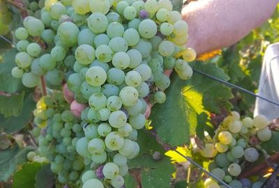 Casă în Orașu Nou - 7