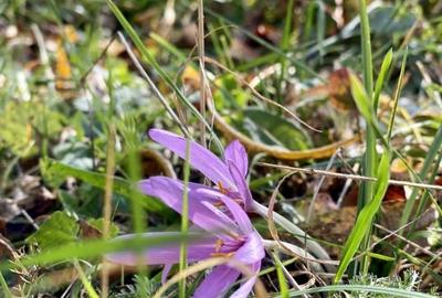 Teren retras panoramic Valea Doftanei 1350 mp panta lina, cu utilitati - 6