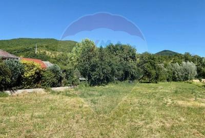 Teren Construcții intravilan de 3154 mp, în Bârsana - 3