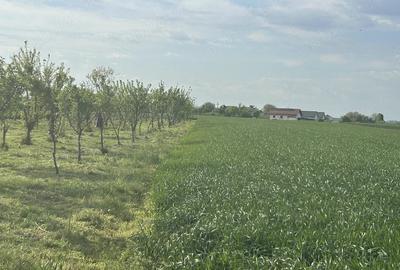 Teren de 5000 mp, în Dârza - 2
