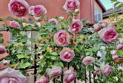 IANCU NICOLAE/ GRADINA SUPERBA/LOCURI DE PARCARE/SPATII GENEROASE - 50