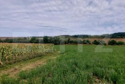 Teren de 27500 mp, în Răscruci - 5