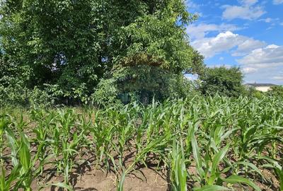 Casă individuală cu 6 camere cu Canalizare în Lisaura - 41