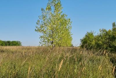 Casa Pensiune in Viile Satu Mare teren 1,63 ha, 11 camere, 10 bai - 17