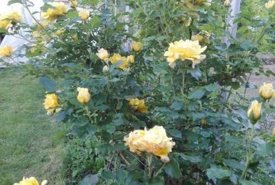 Proprietar ofer spre vanzare - 8