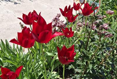 Casă cu 3 camere cu Teren 2155 Mp în Traian - 9