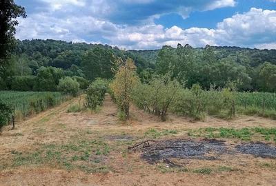 Teren de 3000 mp, în Ezeriș - 5