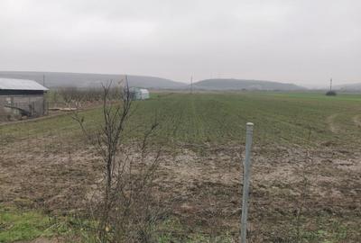 Casă individuală cu 4 camere cu Teren 7000 Mp în Argetoaia - 5