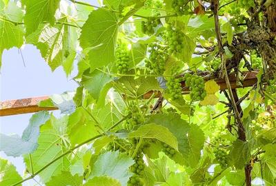 FILM! Locuinta contemporana si rafinata, inteligent organizata, Ilieni, Covasna - 19