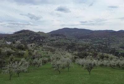 Teren de 8316 mp, în Berislăvești - 2