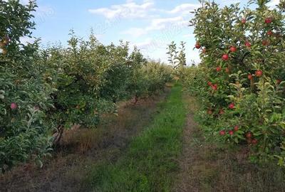 Vand teren livada - 2