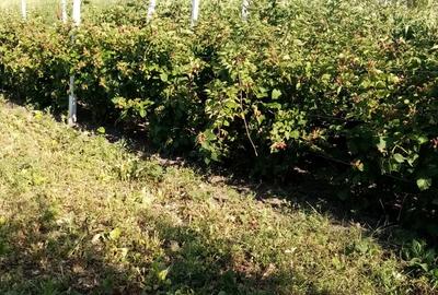 Casă cu 6 camere în Voinești - 9