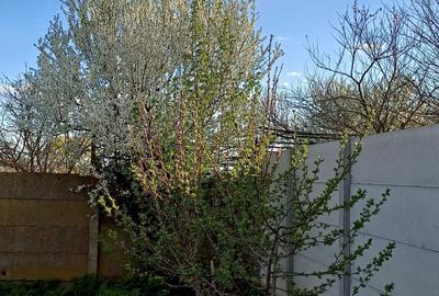 Spațiu comercial, în Chiscani - 6