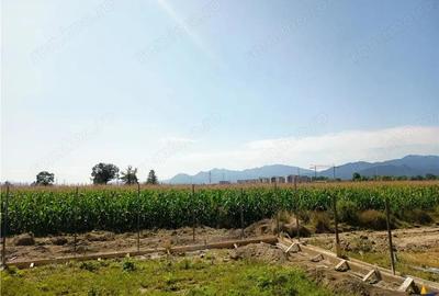 Design minimalist, rafinament maxim Casa ta moderna in Sanpetru - 8