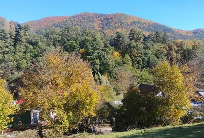 🌲 Teren 3600 mp langa Piatra Neamț, la asfalt 🌲 Teren 3600 mp langa Piatra Neamț, la asfalt - 5