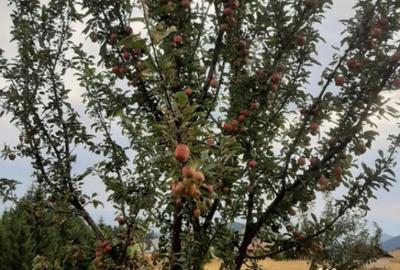 Casă cu 5 camere cu Teren 2000 Mp în Paltin - 9