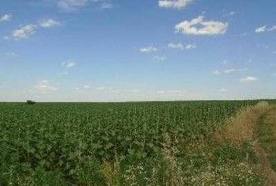 Teren extravilan Caldararu, ID: R2616308 - 4