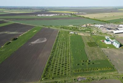 Livada de nuci ?i pruni 2.4ha in Varia?ul Mare - 7
