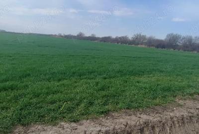 Teren de 15000 mp, în Aradului - 3