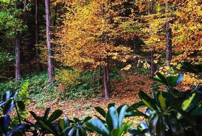 Teren pentru investitii 11.000 mp - 34