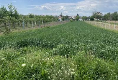 Teren de 1600 mp, în Dragomirești - 2
