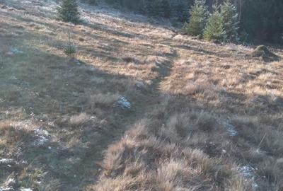 Teren de 10000 mp, în Arieșeni - 3