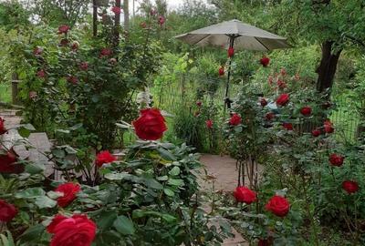 Casă cu 5 camere în Roșia de Amaradia - 1