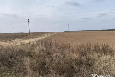 Teren de 5000 mp, în Malu Mare - 2